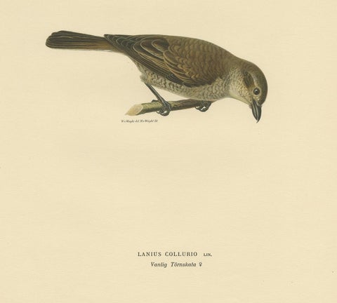 Antique Bird Print of the Red-Backed Shrike by Von Wright '1927', view 3