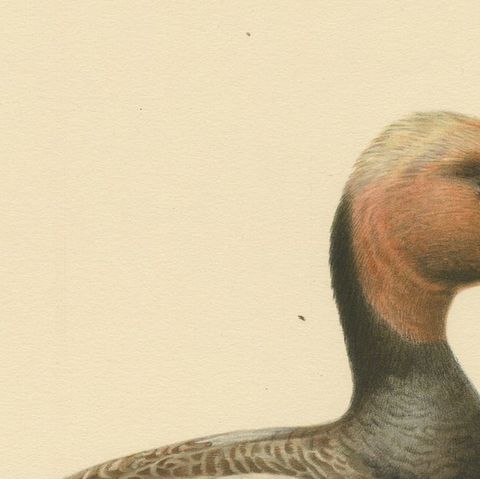 Crimson Crown: Old Bird Print of The Red-Crested Pochard by Magnus von Wright, close-up 3