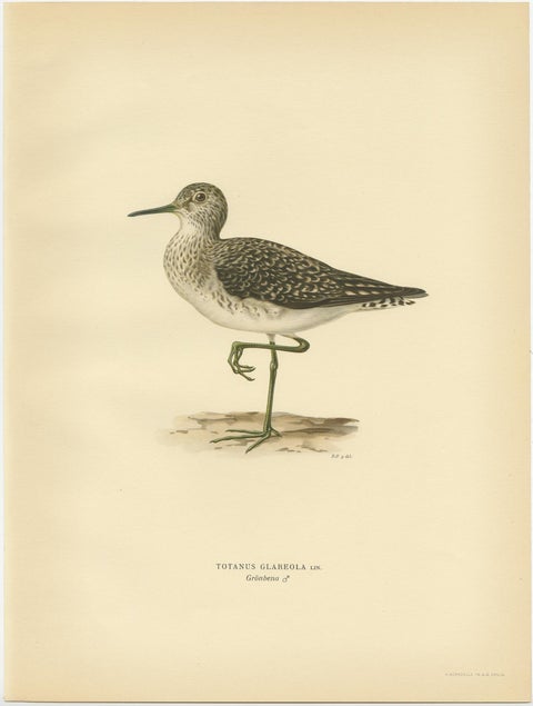 Antique Bird Print of the Wood Sandpiper 'Male' by Von Wright, 1929, view 3