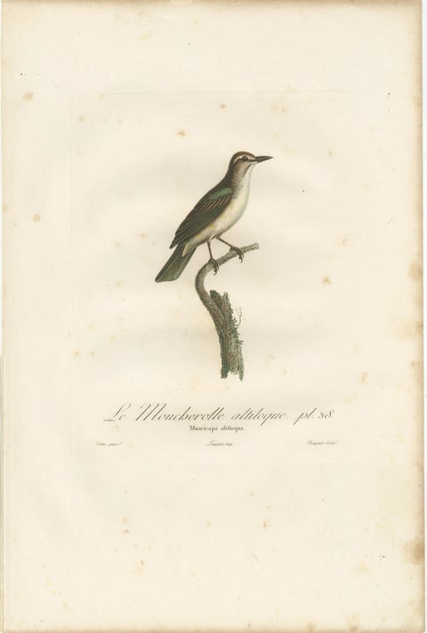 The Black-Whiskered Vireo, An 1807 Large Hand-Colored Ornithological Print, view 3