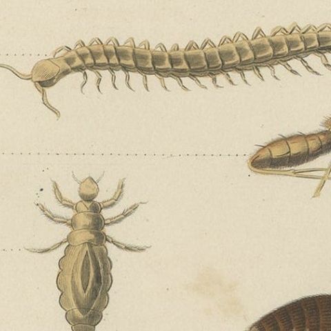 Antique Print of Various Insects, Published in 1854, close-up 2