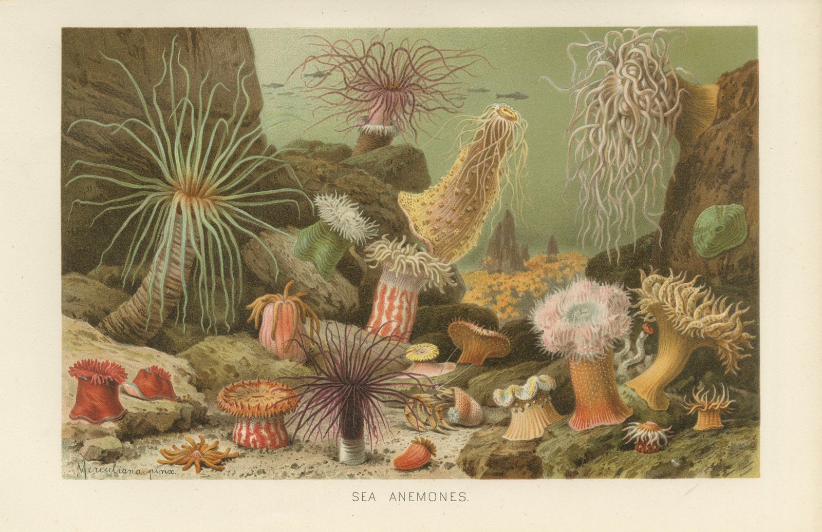Sea Anemones, Colorful Marine Invertebrates, Royal Natural History, 1896