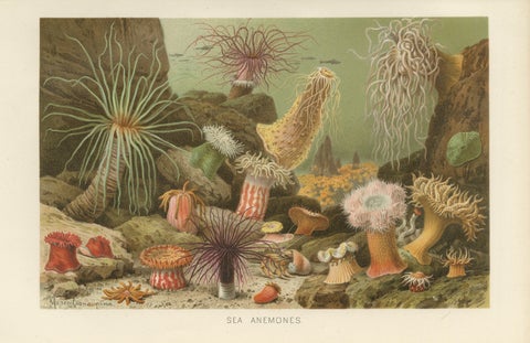 Sea Anemones, Colorful Marine Invertebrates, Royal Natural History, 1896