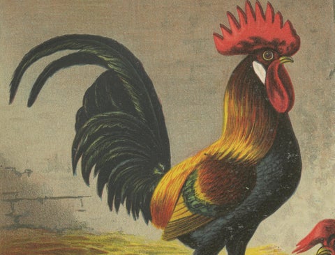 The Regal Partridge Italian Chicken - A Rare 19th Century Poultry Lithograph, close-up 4