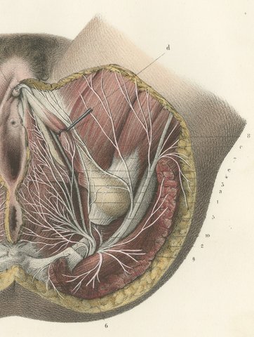 Nerves of the Female Perineum, Antique Hirschfeld Anatomy Print, 1866, view 4