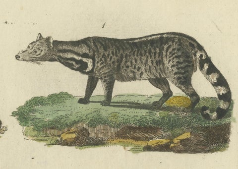 Antique Handcolored Engraving of Civets, Mongooses, and Badgers, c.1800, close-up 3