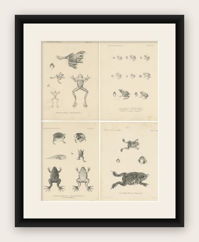 Frog Species of Mozambique: An Antique Naturalist's Journey, shown framed
