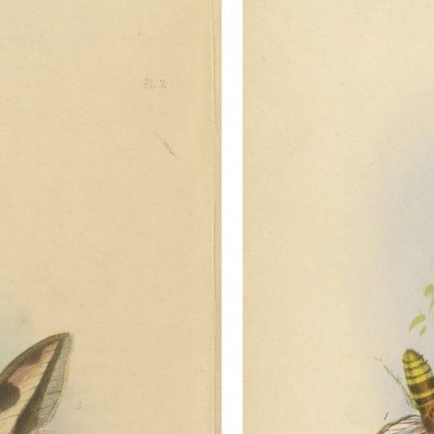 Stunning Vintage Butterfly and Moth Illustration Compilation, Hand-colored, 1860, close-up 6