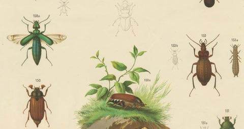 Large Antique Educational Poster of European Beetles and Larvae, c.1880, close-up 4