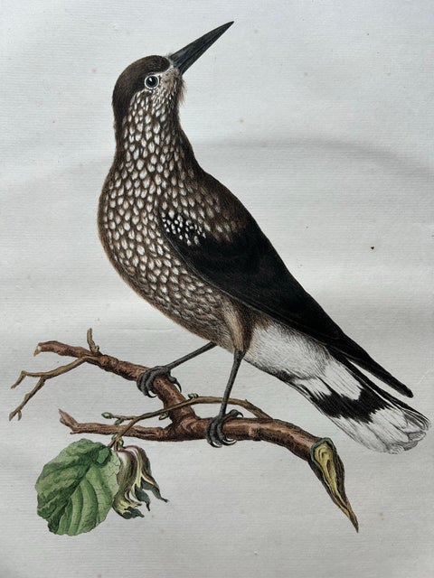 Spotted Nutcracker, Antique Bird Engraving by Nozeman and Sepp, 1770, view 4