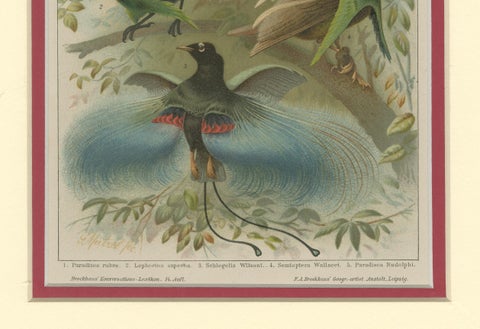 1894 Chromolithograph of Birds of Paradise, A Historical Interpretation, close-up 1