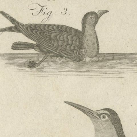 Rare Antique Print of Ducks and Other Birds, 1810, close-up 3