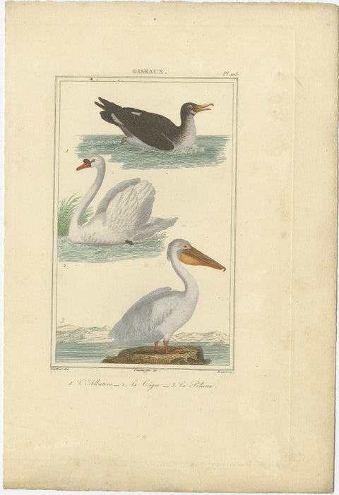 Elegant Avian Diversity: Illustrations from Buffon's Ornithology, c.1780, view 4