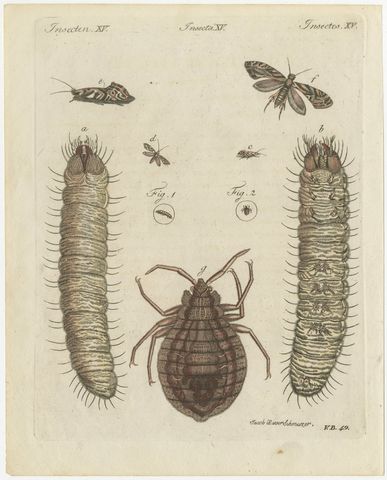 Magnified Insect Larvae and Small Moths, Antique Bertuch Print, circa 1805, view 2