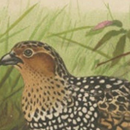 Antique Bird Print of The Painted Partridge by Hume & Marshall, 1879, close-up 1