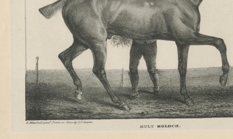 Muly Moloch, Antique Sporting Horse Lithograph, Hullmandel c.1840, close-up 2