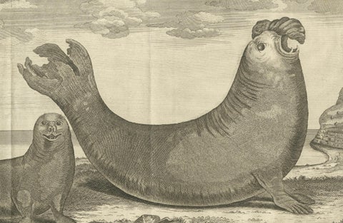 Marine Creatures in an Old Engraving: A Sea Lioness and a Sea Elephant, 1765, close-up 1