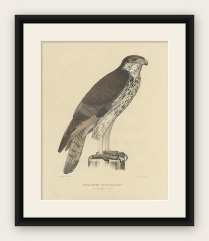 Antique Bird Print of the African Hawk-Eagle by Severeyns 'c.1850', shown framed