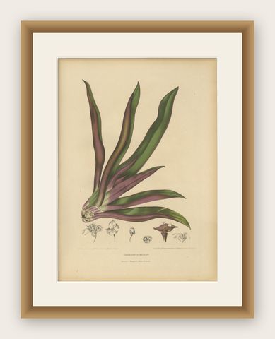 Original Antique Botanical Chromolithograph of Oyster Plant, c.1880, shown framed