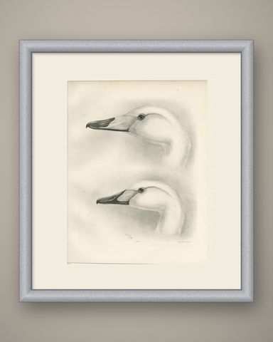 Heads of the Wild Swans, Antique Bird Print after Lilian Medland, circa 1909, shown framed