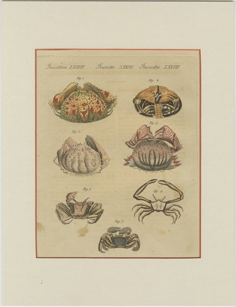 Antique Calappa Box Crabs & Exotic Crabs Engraving, Bertuch, 1813