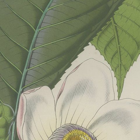 Antique Botany Print of the Gustavia Insignis by Van Houtte 'c.1845', close-up 2