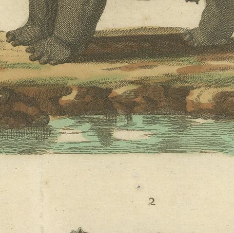 Antique Copperplate Engraving of Hippopotamus and Tapir by Bertuch, 1800, close-up 6