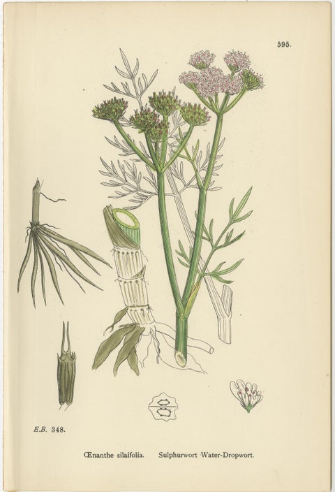 Antique English Botanical Prints, Water-Dropwort Studies for Elegant Interiors, view 2