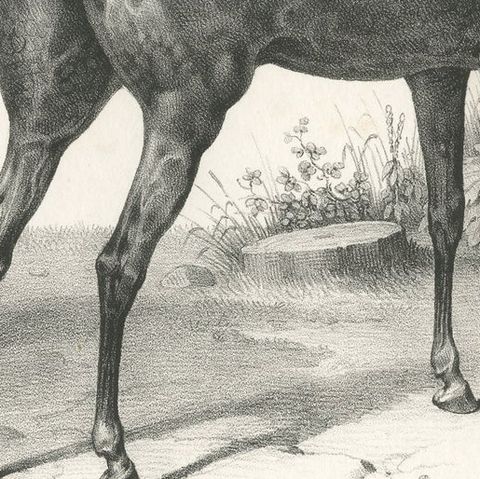 Original Antique Print of an English Horse, close-up 2