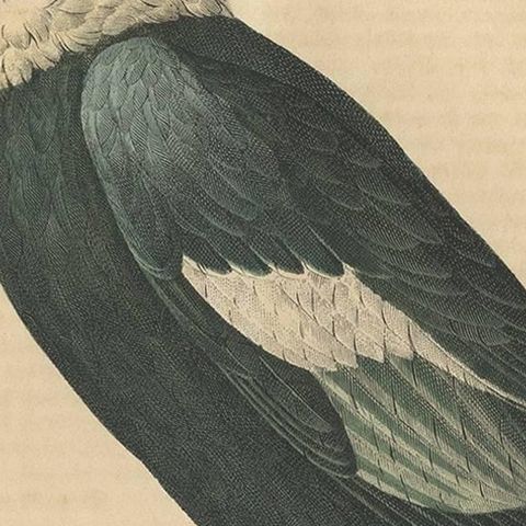 Condor Vulture Antique Lithograph Print, 1847, Detailed Ornithology, close-up 2