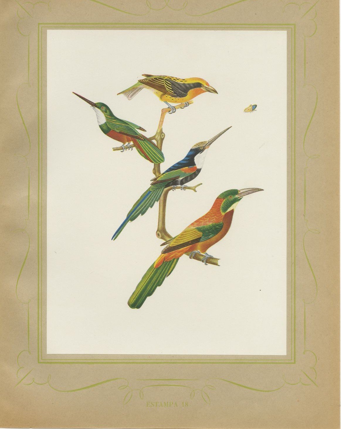 Jacamars and Motmots, Brazilian Bird Print, Descourtilz, 1944