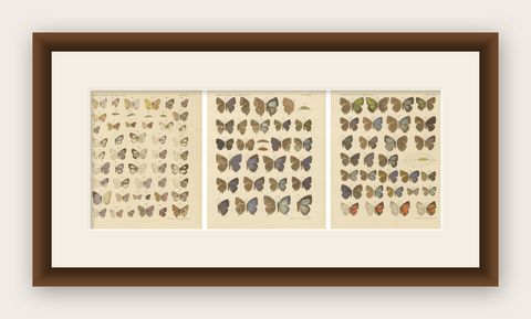 Rare Antique Butterfly Prints, Javanese Species, Set of Three Plates, 1908, shown framed