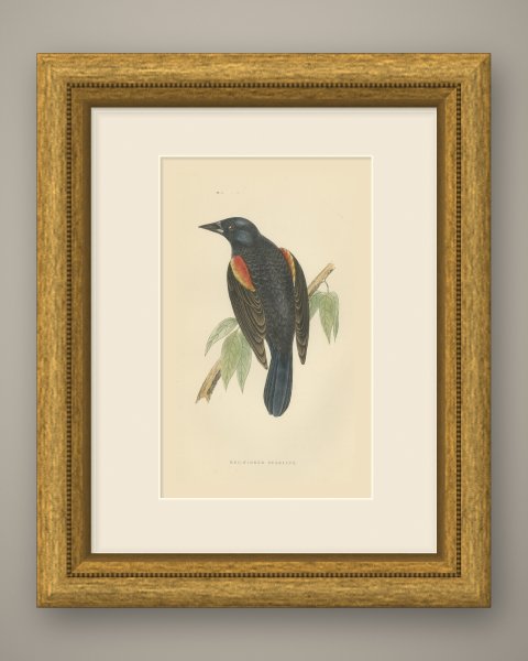 Red Winged Starling or Red Winged Blackbird, Morris Bird Print, 1896, shown framed