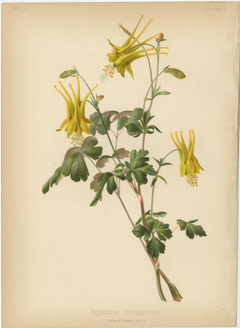 Native US Flora - Four Original Botanical Chromolithograps, 1879, view 2