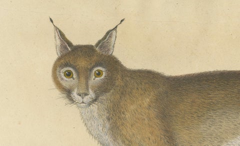 Serval and Eurasian Lynx Natural History Lithograph, Brodtmann, 1816, close-up 5