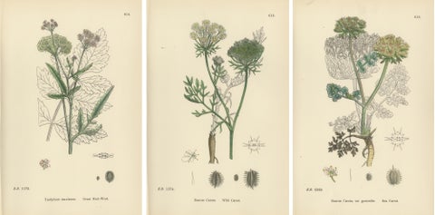 Elegant British Botanical Trio, Hand-Colored Wild Carrot Prints, England 1902, view 8