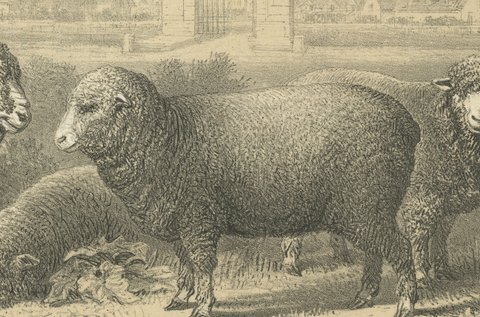 Rambouillet Merino Rams and Ewes of 1873, Antique Sheep Print, view 4