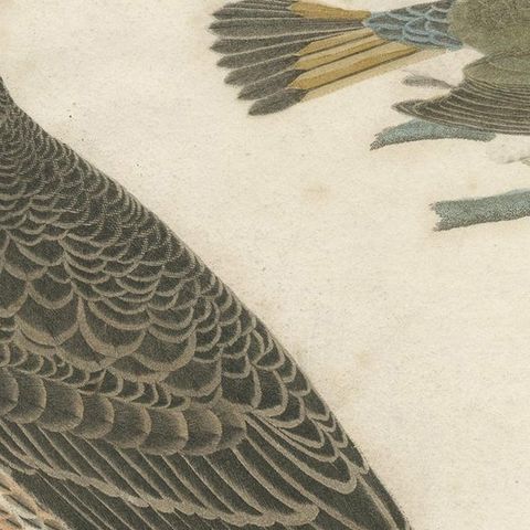 Antique Bird Print of the Red-Shinned Hawk, Redstart and a Warbler 'c.1820', close-up 1