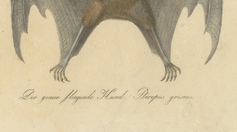 Antique Flying Fox Bat Lithograph by Karl Joseph Brodtmann, 1816, close-up 5