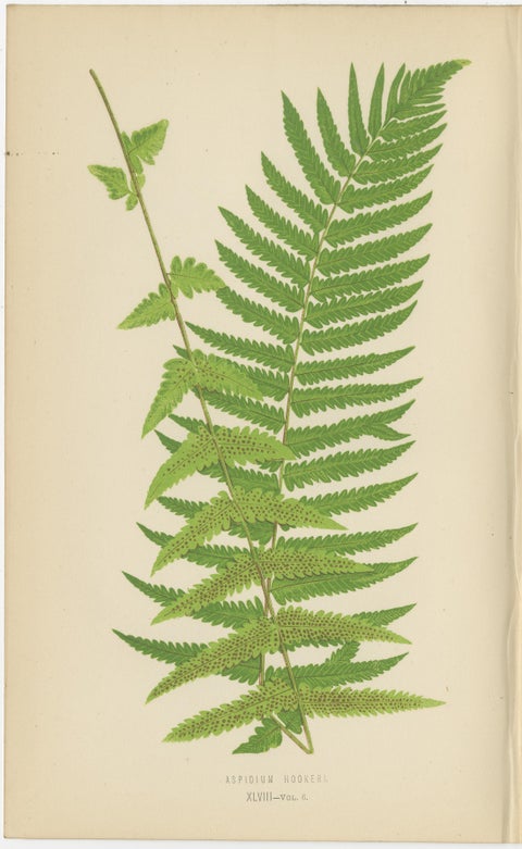 Antique Set of Three Botanical Fern Prints by E.J. Lowe (1868), Aspidium Series, view 4