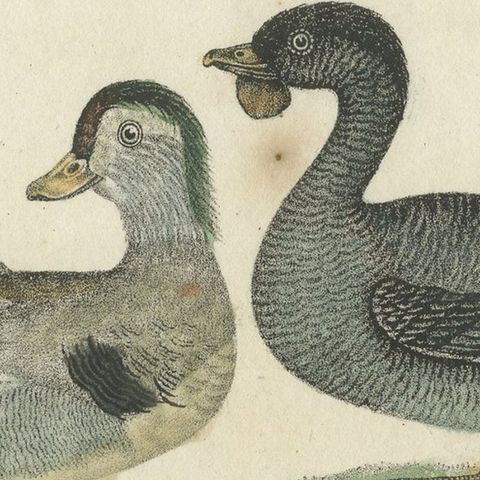 Original Antique Print of two Duck species, close-up 3