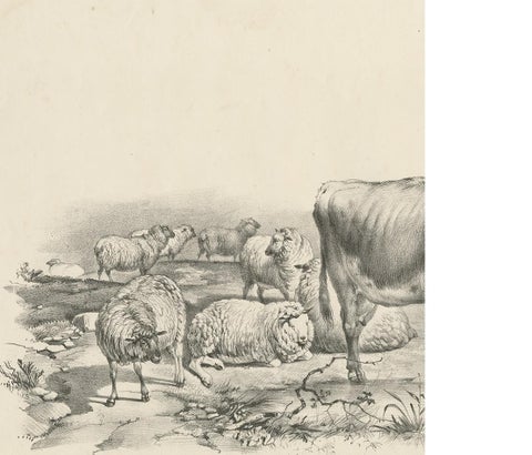 No. 11 Antique Print of Sheep and a Cow by Cooper '1839', view 3