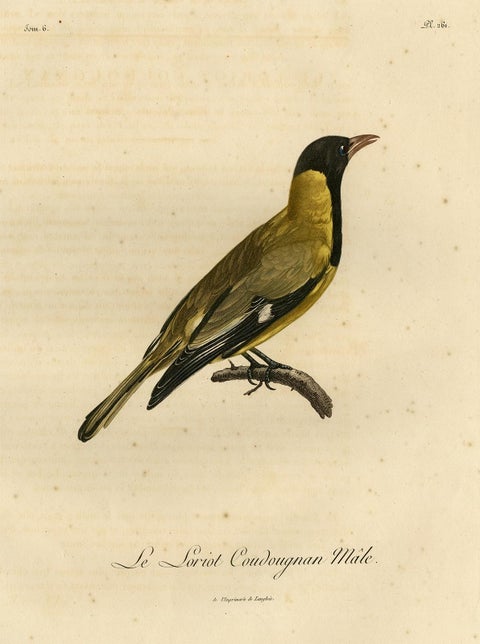 Original Handcolored Print of a Male Oriole, 1802, view 2
