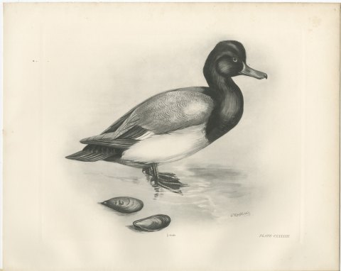 Scaup Drake with Two Mussel Shells, Plate CLXXXIII after Lilian Medland, c. 1909, view 2