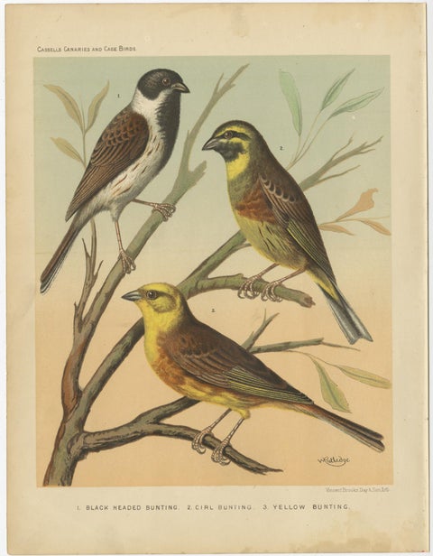 Antique Bird Print of the Black Headed Bunting, Cirl Bunting, Yellow Bunting, view 3