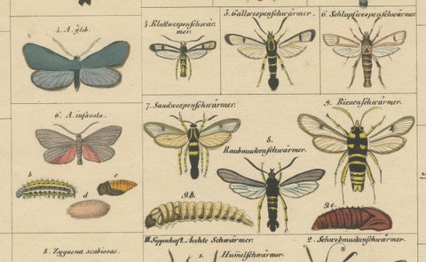 Wondrous Moths and Hawkmoths, Hand-Colored 19th-Century Natural History Print, close-up 1