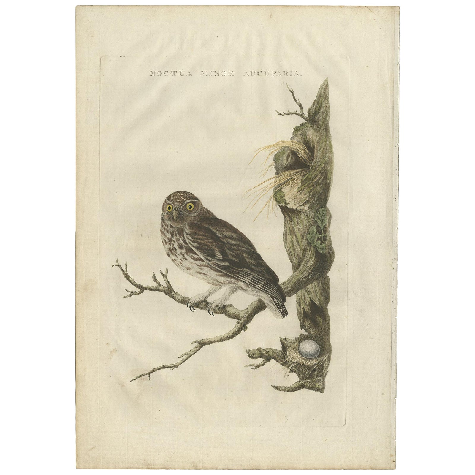 Little Owl, Hand-Colored Dutch Bird Print by Sepp & Nozeman, 1770