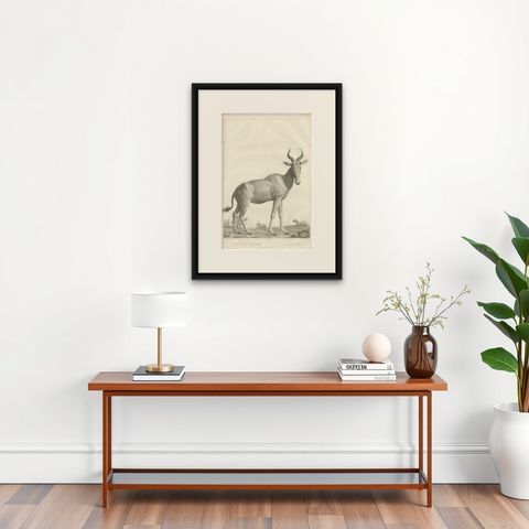 1808 Engraving of Antelope Bubalis by S.C. Miger: Detailed Zoological Study, shown framed on a wall