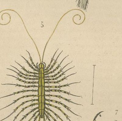 1845 Scientific Art: Handcolored Engraving of Marine Invertebrates and Insects, close-up 1