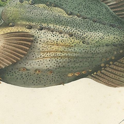 French Fish Illustration, Lumpsucker or Lumpfis, Hand-Colored Litho, 1845, close-up 5